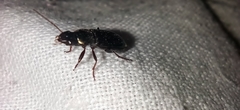 Carabidae