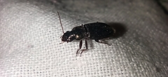 Carabidae