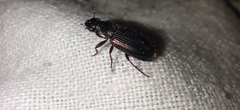Carabidae