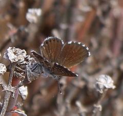 Brephidium metophis