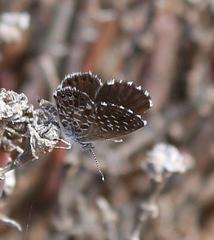 Brephidium metophis