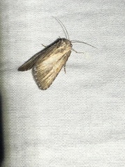 Condica temecula