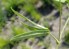 Rhynchosia leucoscias