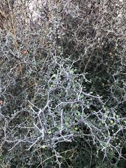 Corokia cotoneaster