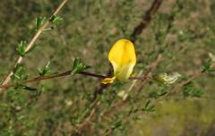 Aspalathus biflora biflora