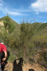 Aspalathus biflora biflora