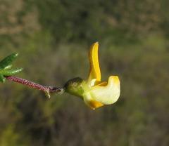 Aspalathus biflora biflora