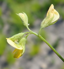 Rhynchosia leucoscias
