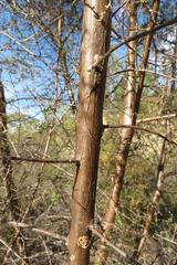 Aspalathus biflora biflora