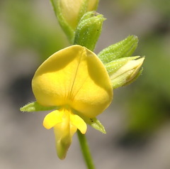 Rhynchosia leucoscias
