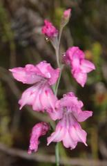 Gladiolus crispulatus