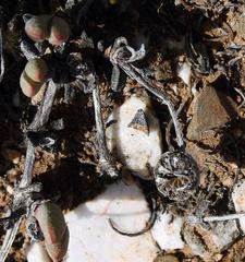 Cephalophyllum curtophyllum