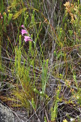 Gladiolus crispulatus