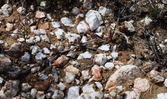 Cephalophyllum curtophyllum