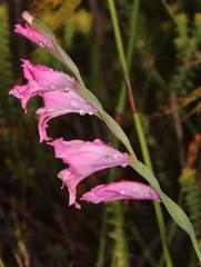 Gladiolus crispulatus