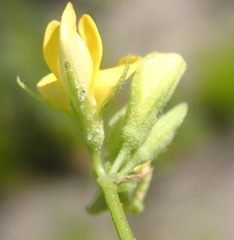 Rhynchosia leucoscias
