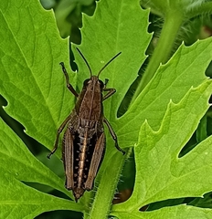 Peripolus