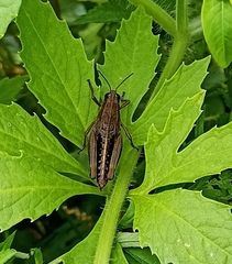 Peripolus