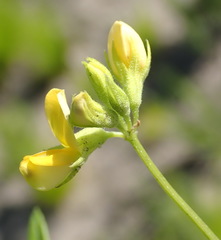 Rhynchosia leucoscias