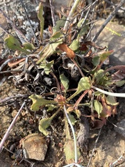 Eriogonum scalare