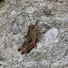 Peripolus