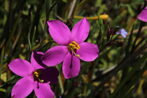 Chironia decumbens (Chironia decumbens)