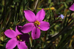 Chironia decumbens