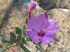 Epilobium rigidum