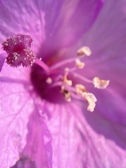 Epilobium rigidum