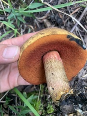 Caloboletus rubripes