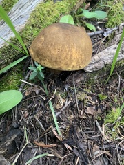 Caloboletus rubripes