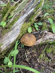 Caloboletus rubripes