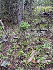 Caloboletus rubripes