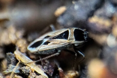 Xanthochilus