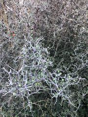 Corokia cotoneaster