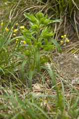 Onosma visianii