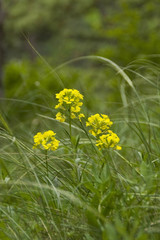 Erysimum odoratum