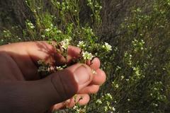 Diosma prama