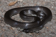 Eastern Small-Eyed Snake photo 2