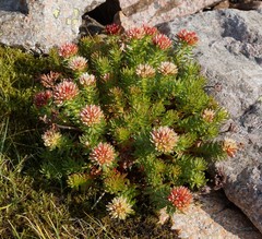 Rhodiola algida
