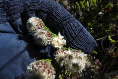 Leucadendron sorocephalodes