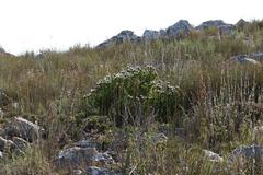 Leucadendron sorocephalodes