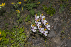 Alstroemeria pulchra