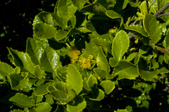 Azara serrata