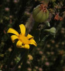 Othonna coronopifolia