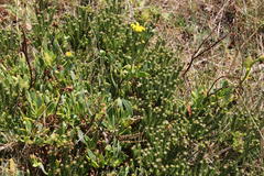 Othonna coronopifolia