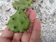 Opuntia mesacantha lata