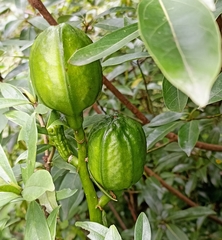 Cardiocrinum giganteum