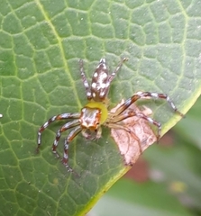 Epeus indicus
