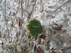 Opuntia mesacantha lata